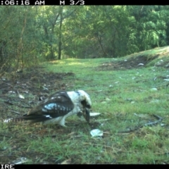 Dacelo novaeguineae (Laughing Kookaburra) at Dignams Creek, NSW - 6 Sep 2018 by Maggie1