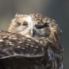 Ninox boobook (Southern Boobook) at Acton, ACT - 10 Sep 2018 by AlisonMilton