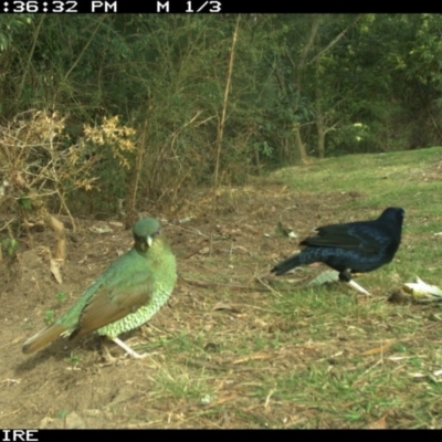 Ptilonorhynchus violaceus (Satin Bowerbird) at Dignams Creek, NSW - 4 Sep 2018 by Maggie1