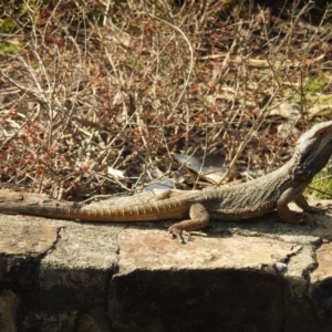 Pogona barbata at Acton, ACT - suppressed