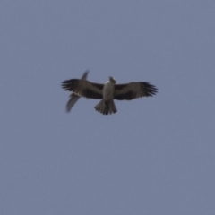 Hieraaetus morphnoides (Little Eagle) at Acton, ACT - 10 Sep 2018 by Alison Milton