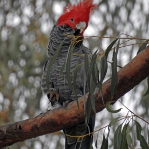 Callocephalon fimbriatum at Acton, ACT - 7 Sep 2018