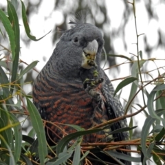 Callocephalon fimbriatum at Acton, ACT - 7 Sep 2018