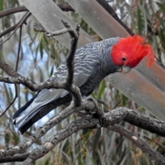 Callocephalon fimbriatum at Acton, ACT - 7 Sep 2018