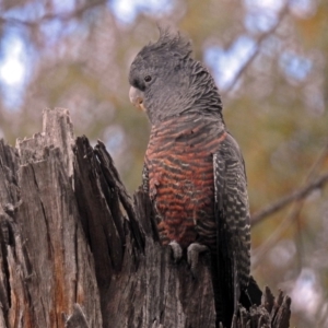 Callocephalon fimbriatum at Acton, ACT - suppressed