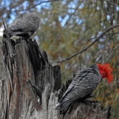 Callocephalon fimbriatum at Acton, ACT - suppressed