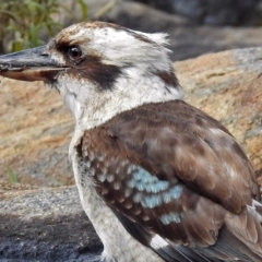 Dacelo novaeguineae (Laughing Kookaburra) at Acton, ACT - 7 Sep 2018 by RodDeb