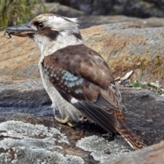 Dacelo novaeguineae at Acton, ACT - 7 Sep 2018