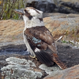 Dacelo novaeguineae at Acton, ACT - 7 Sep 2018