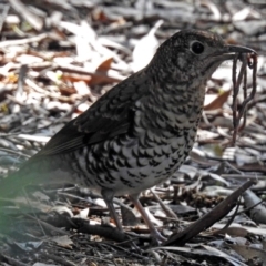 Zoothera lunulata (Bassian Thrush) at Acton, ACT - 10 Sep 2018 by RodDeb