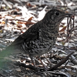 Zoothera lunulata at Acton, ACT - 10 Sep 2018 12:49 PM