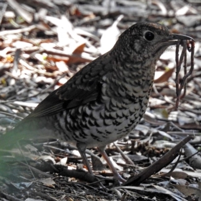 Zoothera lunulata (Bassian Thrush) at ANBG - 10 Sep 2018 by RodDeb