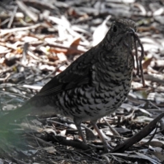 Zoothera lunulata at Acton, ACT - 10 Sep 2018