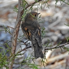 Petroica rodinogaster (Pink Robin) at ANBG - 10 Sep 2018 by RodDeb