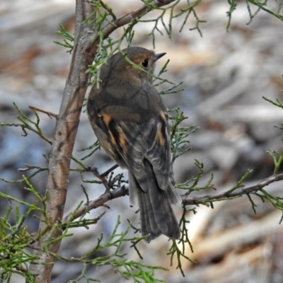 Petroica rodinogaster (Pink Robin) at ANBG - 10 Sep 2018 by RodDeb