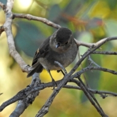 Petroica rodinogaster at Acton, ACT - 10 Sep 2018