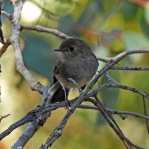 Petroica rodinogaster at Acton, ACT - 10 Sep 2018