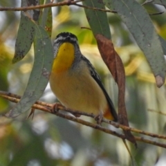 Pardalotus punctatus (Spotted Pardalote) at Acton, ACT - 10 Sep 2018 by RodDeb