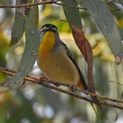 Pardalotus punctatus (Spotted Pardalote) at Acton, ACT - 10 Sep 2018 by RodDeb