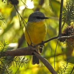 Eopsaltria australis (Eastern Yellow Robin) at ANBG - 10 Sep 2018 by RodDeb