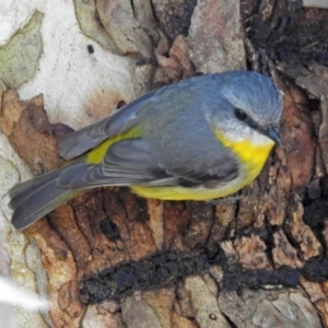 Eopsaltria australis at Acton, ACT - 10 Sep 2018