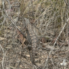 Amphibolurus muricatus (Jacky Lizard) at Black Mountain - 20 Oct 2006 by galah681