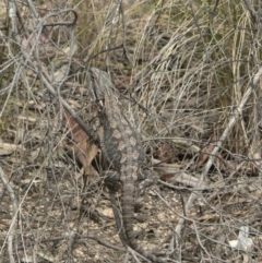 Amphibolurus muricatus (Jacky Lizard) at Canberra Central, ACT - 20 Oct 2006 by galah681