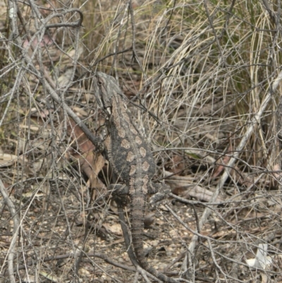 Amphibolurus muricatus (Jacky Lizard) at Canberra Central, ACT - 20 Oct 2006 by galah681