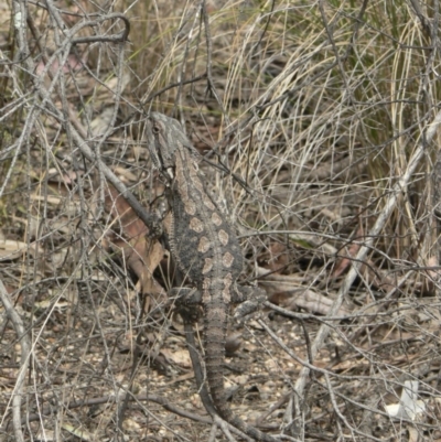 Amphibolurus muricatus (Jacky Lizard) at Black Mountain - 20 Oct 2006 by galah681