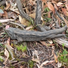 Pogona barbata (Eastern Bearded Dragon) at Mount Mugga Mugga - 22 Nov 2008 by galah681