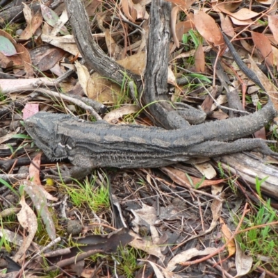 Pogona barbata (Eastern Bearded Dragon) at Garran, ACT - 22 Nov 2008 by galah681