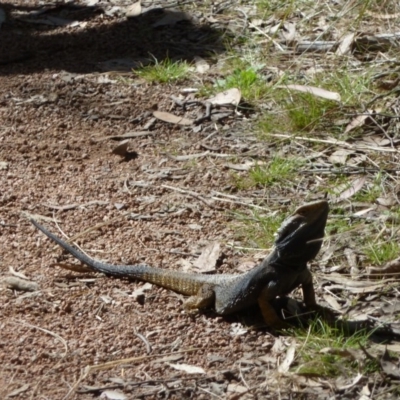 Pogona barbata (Eastern Bearded Dragon) at Black Mountain - 11 Oct 2011 by galah681