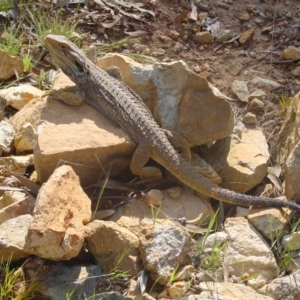 Pogona barbata at Hackett, ACT - suppressed