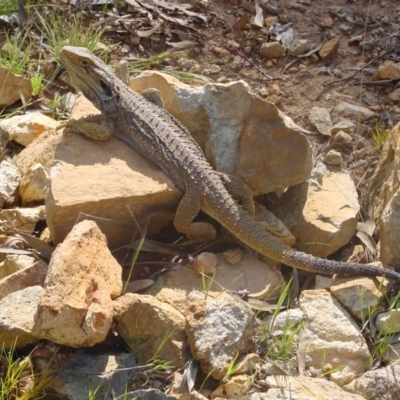 Pogona barbata (Eastern Bearded Dragon) at Hackett, ACT - 15 Oct 2005 by galah681