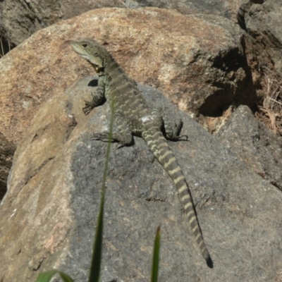 Intellagama lesueurii howittii (Gippsland Water Dragon) at ANBG - 25 Oct 2006 by galah681