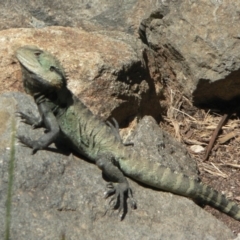 Intellagama lesueurii howittii at Acton, ACT - 25 Oct 2006