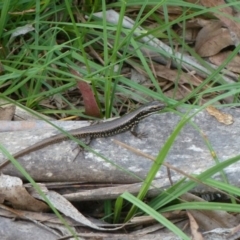 Eulamprus heatwolei (Yellow-bellied Water Skink) at Tidbinbilla Nature Reserve - 1 Dec 2012 by galah681