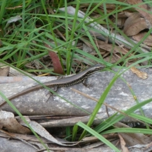 Eulamprus heatwolei at Paddys River, ACT - 1 Dec 2012 11:24 AM