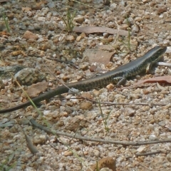 Eulamprus heatwolei at Paddys River, ACT - 1 Dec 2012