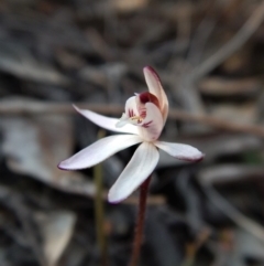 Caladenia fuscata (Dusky Fingers) at Belconnen, ACT - 10 Sep 2018 by CathB