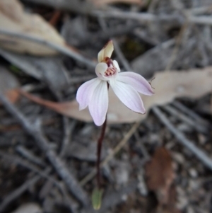 Caladenia fuscata at Belconnen, ACT - suppressed