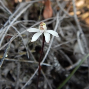 Caladenia fuscata at Belconnen, ACT - suppressed