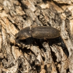 Agrypnus sp. (genus) (Rough click beetle) at Illilanga & Baroona - 10 Sep 2018 by Illilanga