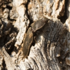 Agrypnus sp. (genus) at Michelago, NSW - 10 Sep 2018