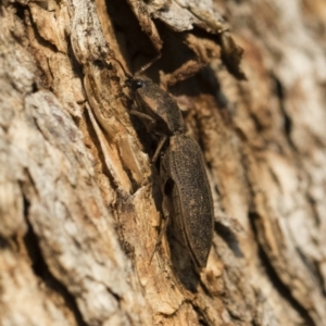 Agrypnus sp. (genus) at Michelago, NSW - 10 Sep 2018