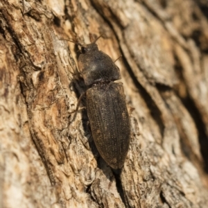 Agrypnus sp. (genus) at Michelago, NSW - 10 Sep 2018 04:03 PM