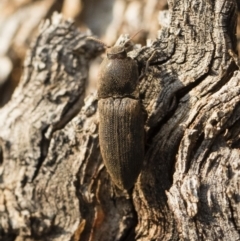 Agrypnus sp. (genus) at Michelago, NSW - 10 Sep 2018 04:03 PM