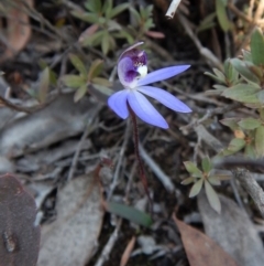 Cyanicula caerulea (Blue Fingers, Blue Fairies) at Aranda Bushland - 10 Sep 2018 by CathB