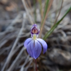 Cyanicula caerulea at Point 3852 - 10 Sep 2018