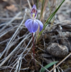 Cyanicula caerulea at Point 3852 - 10 Sep 2018